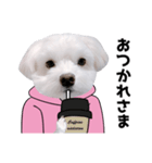 白い犬の気持ち（個別スタンプ：1）