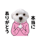 白い犬の気持ち（個別スタンプ：3）