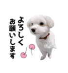 白い犬の気持ち（個別スタンプ：21）