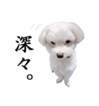 白い犬の気持ち（個別スタンプ：23）