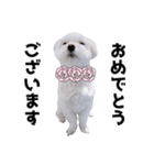 白い犬の気持ち（個別スタンプ：28）