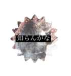 コロの毎日スタンプ（個別スタンプ：2）