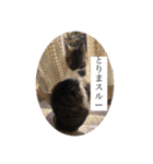 コロの毎日スタンプ（個別スタンプ：3）
