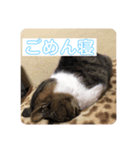 コロの毎日スタンプ（個別スタンプ：4）