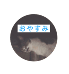 コロの毎日スタンプ（個別スタンプ：5）