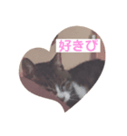 コロの毎日スタンプ（個別スタンプ：6）