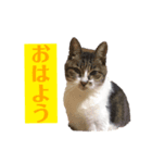 コロの毎日スタンプ（個別スタンプ：7）