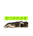 コロの毎日スタンプ（個別スタンプ：8）