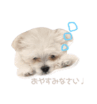 ぼくちゃんたち ①（個別スタンプ：1）