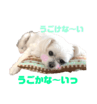 ぼくちゃんたち ①（個別スタンプ：4）
