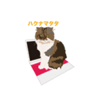 マロンの癒しスタンプ（個別スタンプ：8）