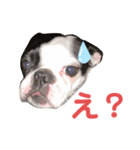 PA N CHI（個別スタンプ：2）