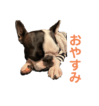 PA N CHI（個別スタンプ：6）