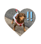 大串家犬のスタンプ（個別スタンプ：1）