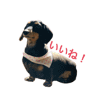 大串家犬のスタンプ（個別スタンプ：3）