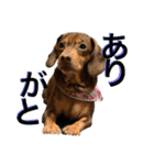 大串家犬のスタンプ（個別スタンプ：4）