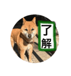 大串家犬のスタンプ（個別スタンプ：5）