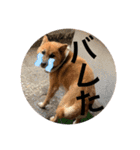 大串家犬のスタンプ（個別スタンプ：6）