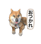 大串家犬のスタンプ（個別スタンプ：7）