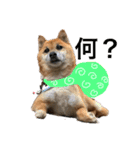 大串家犬のスタンプ（個別スタンプ：13）