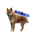 大串家犬のスタンプ（個別スタンプ：16）