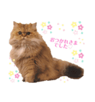 かわいいペルシャ猫⭐︎ユメちゃんスタンプ（個別スタンプ：1）