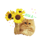 かわいいペルシャ猫⭐︎ユメちゃんスタンプ（個別スタンプ：2）