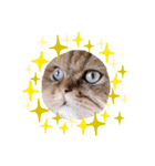 かわいいペルシャ猫⭐︎ユメちゃんスタンプ（個別スタンプ：4）