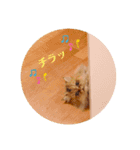 かわいいペルシャ猫⭐︎ユメちゃんスタンプ（個別スタンプ：5）