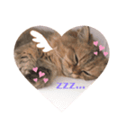 かわいいペルシャ猫⭐︎ユメちゃんスタンプ（個別スタンプ：8）