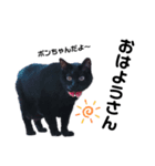 あだち家の猫達（個別スタンプ：1）