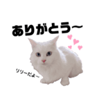 あだち家の猫達（個別スタンプ：3）