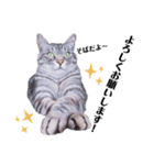 あだち家の猫達（個別スタンプ：4）