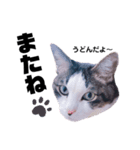 あだち家の猫達（個別スタンプ：5）