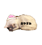 猫のめろんスタンプ（個別スタンプ：1）
