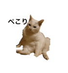 猫のめろんスタンプ（個別スタンプ：2）