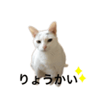 猫のめろんスタンプ（個別スタンプ：5）