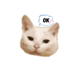猫のめろんスタンプ（個別スタンプ：6）