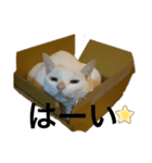 猫のめろんスタンプ（個別スタンプ：7）