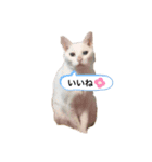 猫のめろんスタンプ（個別スタンプ：8）