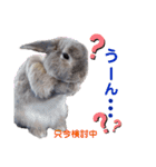 ☆みみたれうさぎ1☆（個別スタンプ：7）