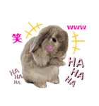 ☆みみたれうさぎ1☆（個別スタンプ：8）