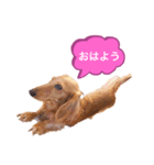 ダックスのミルちゃん♡（個別スタンプ：6）