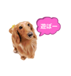 ダックスのミルちゃん♡（個別スタンプ：9）