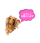 ダックスのミルちゃん♡（個別スタンプ：12）