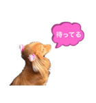 ダックスのミルちゃん♡（個別スタンプ：13）