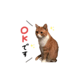 パンとライス①（個別スタンプ：3）
