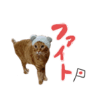 パンとライス①（個別スタンプ：8）