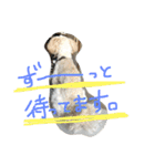 まるぷーれんの日常3（個別スタンプ：12）