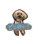 まるぷーれんの日常3（個別スタンプ：13）